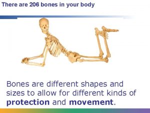 There are 206 bones in your body Bones