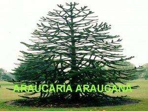 ARAUCARA ARAUCANA TANIM Araucariaceae familyasna dahil iki cinsi