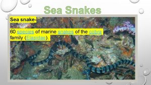 Sea snake 60 species of marine snakes of