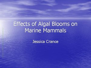 Effects of Algal Blooms on Marine Mammals Jessica