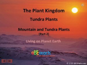 The Plant Kingdom Tundra Plants Mountain and Tundra