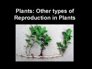 Plants Other types of Reproduction in Plants Reproduction