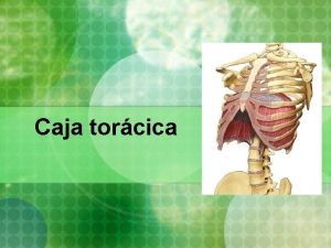 Caja torcica Trax Esqueleto Vertebras Torcicas Esternn Costillas