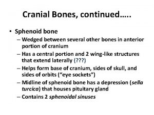 Cranial Bones continued Sphenoid bone Wedged between several