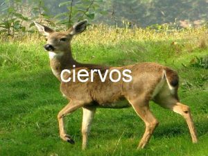 ciervos Los ciervos Cervidae forman parte de la