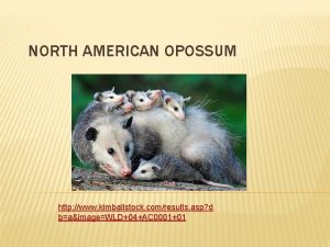 NORTH AMERICAN OPOSSUM http www kimballstock comresults asp