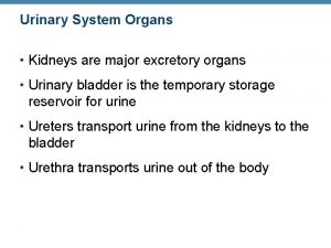 Urinary System Organs Kidneys are major excretory organs