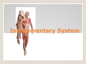Integumentary System Functions 1 Protection physical chemical barrier