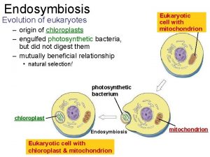 Endosymbiosis Evolution of eukaryotes origin of chloroplasts engulfed