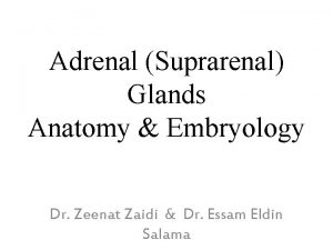 Adrenal Suprarenal Glands Anatomy Embryology Dr Zeenat Zaidi