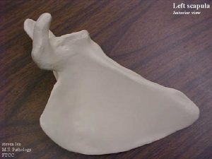 Left scapula Anterior view steven lee M S