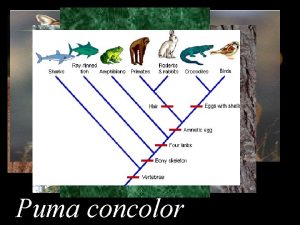 Puma concolor Chapter 2 Classification 1 Classification means