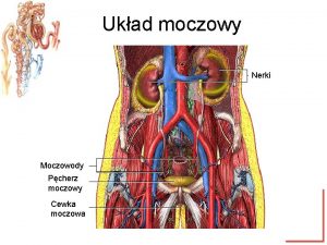 Ukad moczowy Nerki Moczowody Pcherz moczowy Cewka moczowa