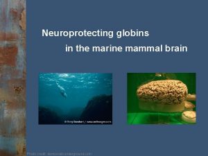 Neuroprotecting globins in the marine mammal brain Photo