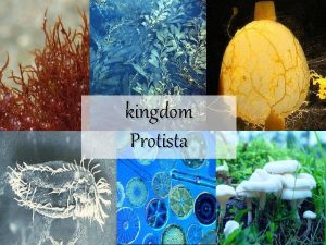 kingdom Protista Protista Archaebacteria Eubacteria Protist Domain Archaea