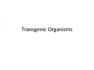 Transgenic Organisms What is a TRANSGENIC Organisms Lets