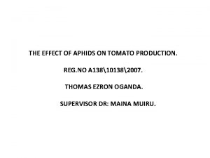 THE EFFECT OF APHIDS ON TOMATO PRODUCTION REG