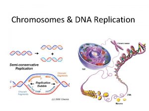 Chromosomes DNA Replication I DNA Chromosomes A DNA