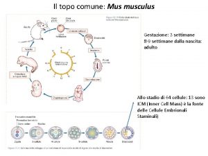 Il topo comune Mus musculus Gestazione 3 settimane