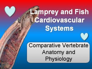Lamprey and Fish Cardiovascular Systems Comparative Vertebrate Anatomy
