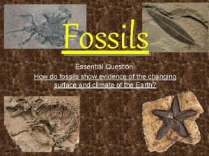 Fossils Essential Question How do fossils show evidence