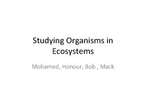 Studying Organisms in Ecosystems Mohamed Honour Bob Mack