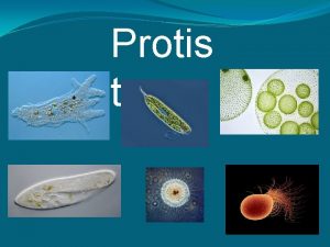 Protis ts Protists Very diverse single celled organisms