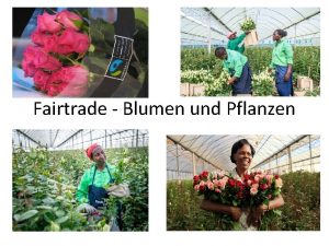Fairtrade Blumen und Pflanzen Was bedeutet Fairtrade Fairtrade
