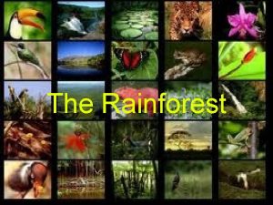 The Rainforest What is a rainforest Rainforests are