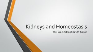 Kidneys and Homeostasis How Else do Kidneys Help