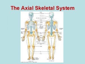 The Axial Skeletal System Divisions of the Skeletal