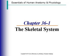 Essentials of Human Anatomy Physiology Chapter 36 1