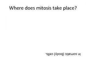 Where does mitosis take place In somatic body