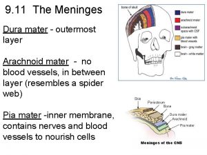 9 11 The Meninges Dura mater outermost layer