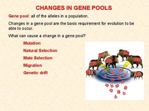 CHANGES IN GENE POOLS Gene pool all of