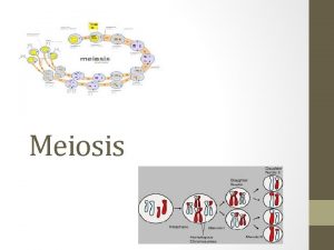 Meiosis Lesson Objectives Minds ON Learning Goals Yesterdays