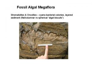 Fossil Algal Megaflora Stromatolites Oncolites cyanobacterial colonies layered