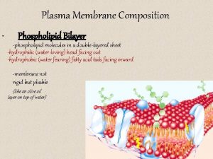 Plasma Membrane Composition Phospholipid Bilayer phospholipid molecules in