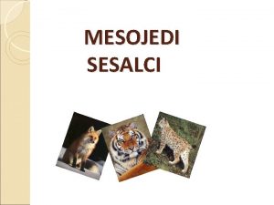 MESOJEDI SESALCI KAJ SO SESALCI Sesalci so vretenarji