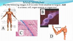 Mind Stretcher Put the following images AD in