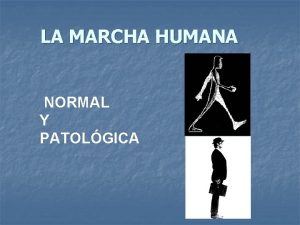 LA MARCHA HUMANA NORMAL Y PATOLGICA Introduccin n