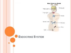 ENDOCRINE SYSTEM INTRODUCTION Endocrine glands secrete their products