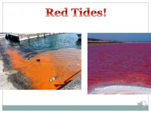 What is Red Tide Red Tide is caused
