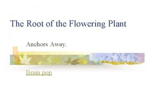 The Root of the Flowering Plant Anchors Away
