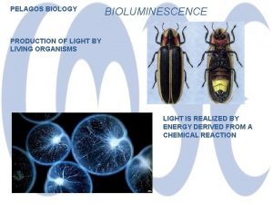 PELAGOS BIOLOGY BIOLUMINESCENCE PRODUCTION OF LIGHT BY LIVING