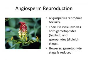 Angiosperm Reproduction Angiosperms reproduce sexually Their life cycle