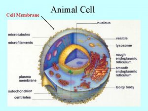 Cell Membrane Animal Cell Cell Membrane of a