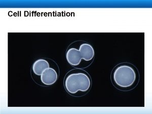 Cell Differentiation Learning Objectives Investigate how cells become