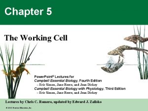 Chapter 5 The Working Cell Power Point Lectures