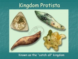 Kingdom Protista Known as the catch all kingdom